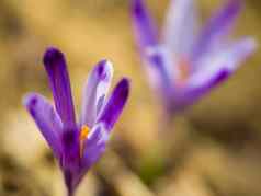 春天紫色的花番红花属