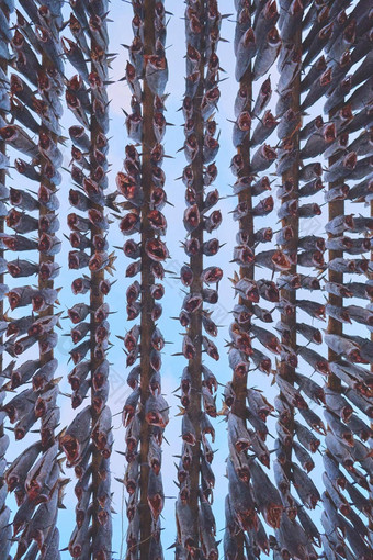 空气干燥大马哈鱼鱼木结构斯堪的那维亚冬天