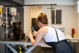 宠物理发师女人采取图片可爱的黑色的狗