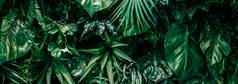 热带叶子自然环境背景植物花园花背景植物增长景观设计