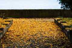 美丽的秋天路径阳光明媚的一天秋天季节下降叶子秋天色彩斑斓的公园小巷色彩斑斓的树下降叶子秋天公园美丽的秋天路径阳光明媚的一天
