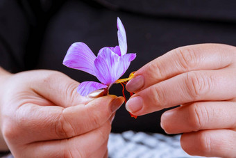 过程分离藏红花线程休息花