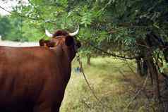 动物哺乳动物放牧农场牛自然农业