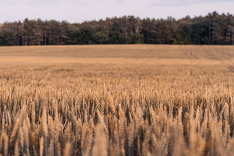 绿色小麦场农村关闭场小麦吹风阳光明媚的春天一天年轻的绿色小穗耳朵大麦作物自然农学行业食物生产