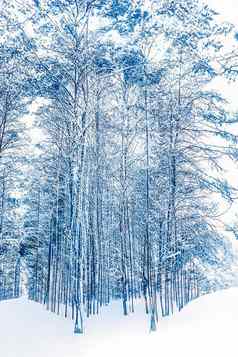 冬天仙境圣诞节景观雪森林树覆盖雪假期背景