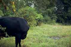 牛啃食草地草自然动物农场