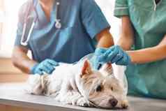 伤害手兽医保护手套把保护塑料领小狗说谎表格兽医诊所