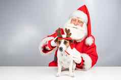 圣诞老人老人杰克罗素梗狗穿着驯鹿圣诞老人的助手白色背景