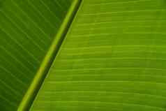 纹理绿色叶子香蕉棕榈背景异国情调的叶子复制空间