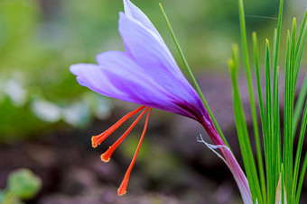 <strong>藏红花</strong>番红花属盛开场昂贵的雄蕊<strong>藏红花</strong>