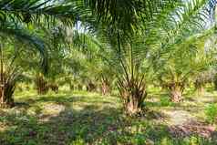 热带树植物棕榈树字段自然农业农场棕榈种植园棕榈石油作物绿色