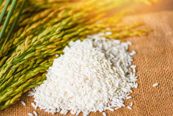 茉莉花白色大米袋收获黄色的把大米帕迪收获大米食物谷物烹饪概念