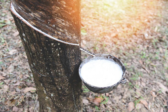 橡胶<strong>种植</strong>园橡胶乳胶碗提取橡胶树<strong>种植</strong>园农业亚洲自然乳胶