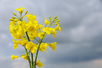 黄色的<strong>油菜</strong>籽花背景蓝色的天空<strong>油菜</strong>籽石油生产