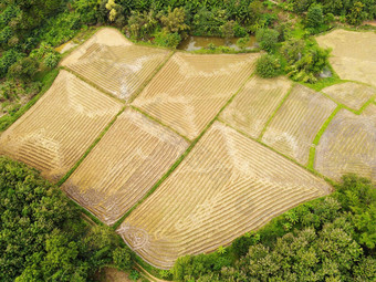 前视图收获<strong>大米</strong>场农业作物黄色的准备<strong>好</strong>了收获空中视图<strong>大米</strong>场区域字段自然农业农场鸟眼睛视图农场