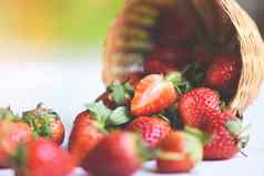 新鲜的草莓篮子红色的成熟的草莓自然背景