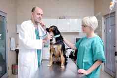 兽医助理小动物诊所