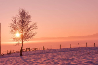 冬天景观风景优美的孤独的树