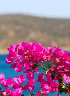 紫色的叶子花属花背景海岛