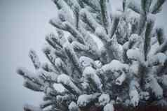 圣诞节常绿松树覆盖新鲜的雪