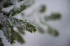 圣诞节常绿松树覆盖新鲜的雪