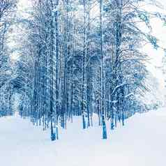 冬天仙境圣诞节景观雪森林树覆盖雪假期背景