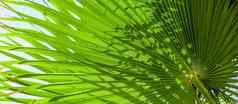 绿色棕榈叶子背景夏天假期热带自然概念