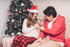 浪漫的夫妇男人。女人给圣诞节礼物毛衣可爱的小狗狗吉娃娃圣诞节假期