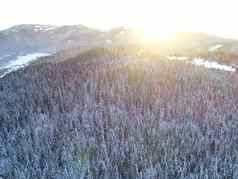 空中冬天森林树阳光明媚的天气前视图