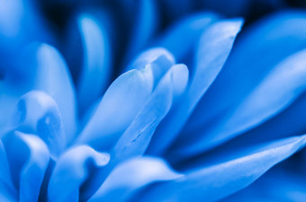 摘要花背景蓝色的菊花花宏花背景假期品牌设计