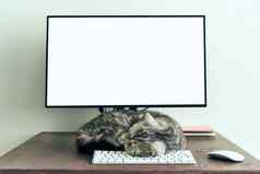 平静保持首页概念毛茸茸的猫睡觉桌面电脑