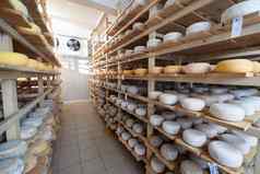 奶酪工厂生产货架上老化奶酪