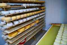 奶酪工厂生产货架上老化奶酪