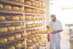 奶酪制造商存储货架上完整的牛山羊奶酪