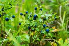 蓝莓浆果布什蓝莓布什成熟的浆果明亮的蓝色的颜色