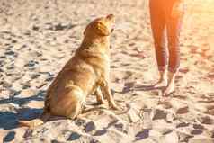 年轻的女培训拉布拉多寻回犬狗海滩太阳耀斑