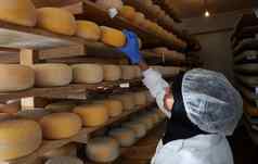 业务女人团队当地的奶酪生产公司