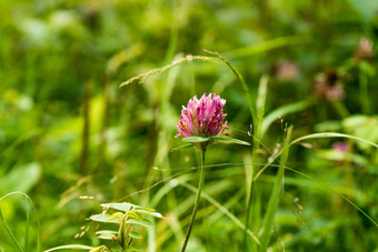 盛开的三叶草三叶草花绿色草新鲜的粉红色的三叶草花特写镜头背景绿色草
