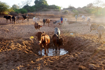 牛喝干河床上非洲景观
