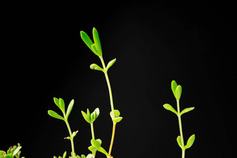 小年轻的绿色豆芽植物黑色的背景