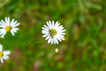 错误坐着黛西花昆虫甲虫坐在洋甘菊花洋甘菊草地花