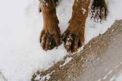 特写镜头红色的狗爪子雪