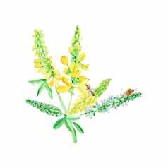 蜂蜜植物甜蜜的三叶草养蜂场蜜蜂生产蜂蜜水彩插图手