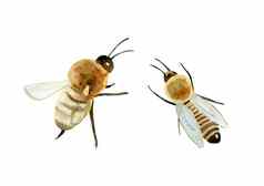 蜂蜜植物甜蜜的三叶草养蜂场蜜蜂生产蜂蜜水彩插图手