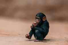 坐着西非洲黑猩猩婴儿放松