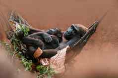 年轻的大猩猩孩子拥抱妈妈。