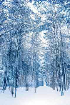 冬天仙境圣诞节景观雪森林树覆盖雪假期背景