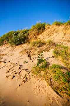 绿色棕色（的）擦洗刷倾斜的沙子沙丘