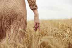 女人手农民有关成熟小麦耳朵早期夏天收获
