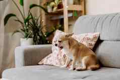 有趣的小狗吉娃娃说谎沙发上枕头在室内可爱的狗首页气候变暖毯子冷秋天秋天冬天天气宠物动物生活房间植物